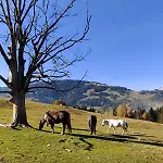Διαμέρισμα Haslinghof